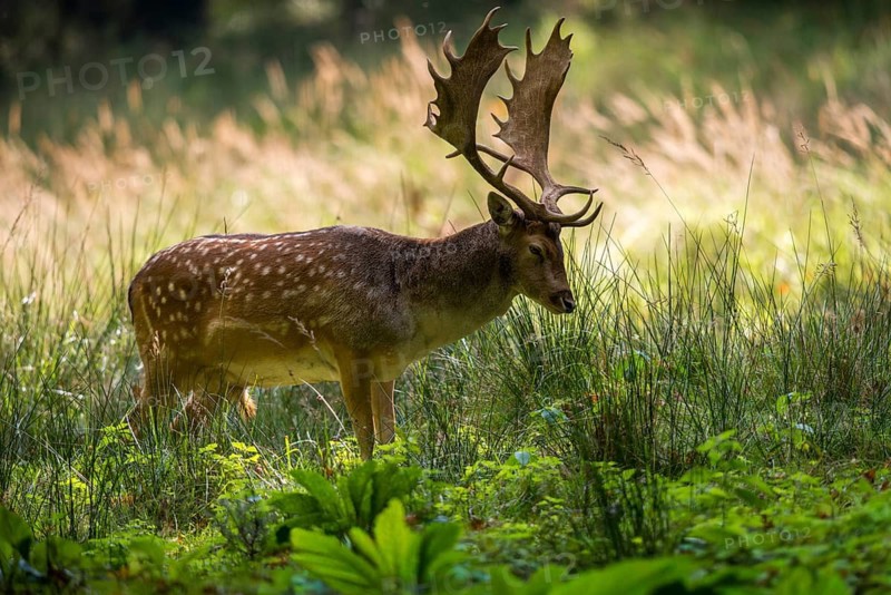 Dama dama, fallow deer, fallow deer, mammals, shovelers, mammals