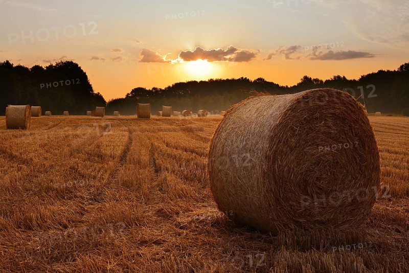 Straw bales on a stubble field at sunrise, Hamm, North Rhine-Westphalia, Germany