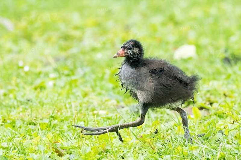 A small, fluffy chick, a moorhen (Gallinula chloropus), is running across a green meadow in Hesse, Germany
