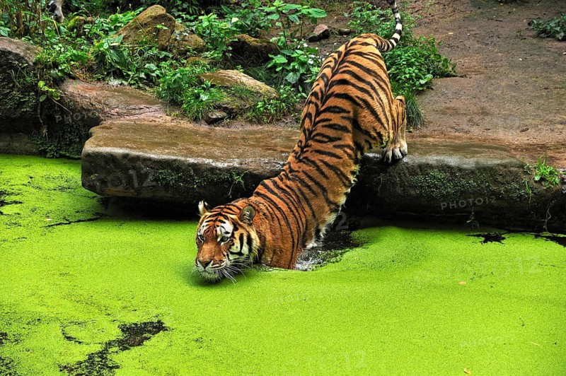 A Siberian tiger (Panthera tigris altaica) steps into a moat covered with green Common duckweed (Lemna minor), Nuremberg Zoo, Am Tiergarten 30, Nuremberg, Middle Franconia, Bavaria, Germany