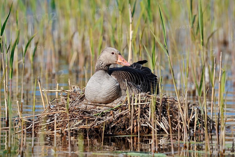 A greylag goose (Anser anser) sitting on its nest, North Rhine-Westphalia, Germany