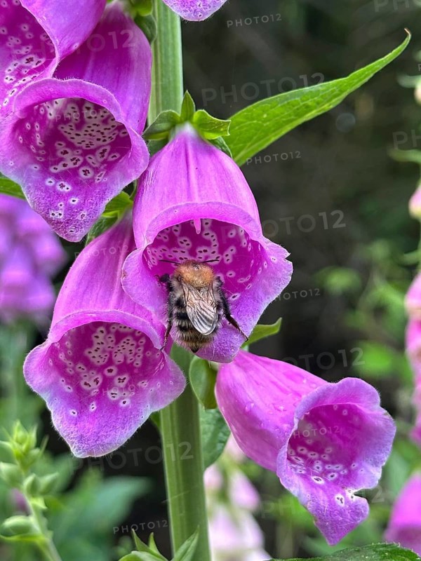 Common foxglove (Digitalis purpurea), flowers with a bumblebee, poisonous, Piesberg Landscape Park, Lower Saxony, Germany