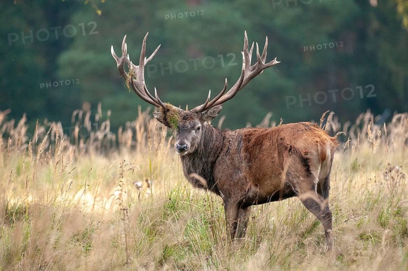 Artiodactyla, Cervus Elaphus, even-toed ungulate, cloven-hoofed, red deer, red deer, deer, mammals, mammals