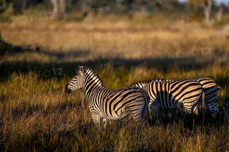 Plains zebras (Equus quagga) near Atzaró Camp, Okavango Delta, North-West District, Botswana