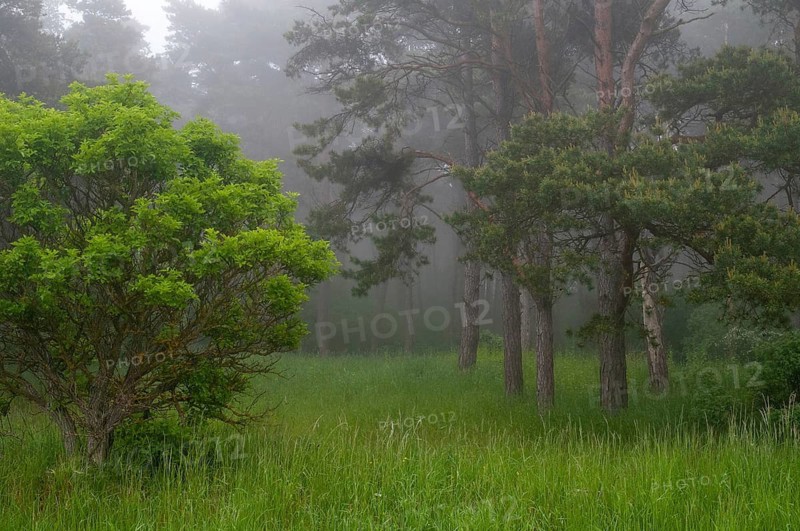 Sweden, Atmosphere, Countries, Haze, Landscape, Countries, Fog, Travel, Mood, Sweden, Travels, Öland