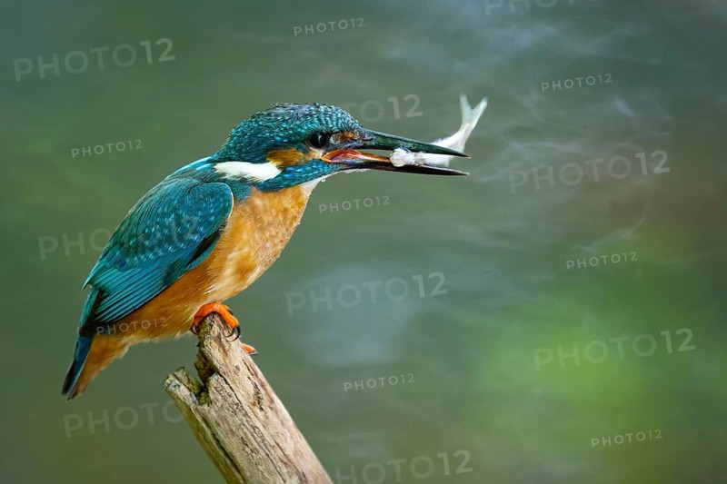 Kingfisher (Alcedo atthis) on its perch, Vechta, Lower Saxony, Germany
