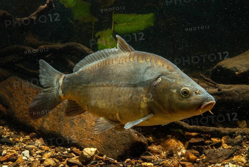 Carp, Cyprinus carpio, carp, fish, fishes, leather carp, pisces, mirror carp