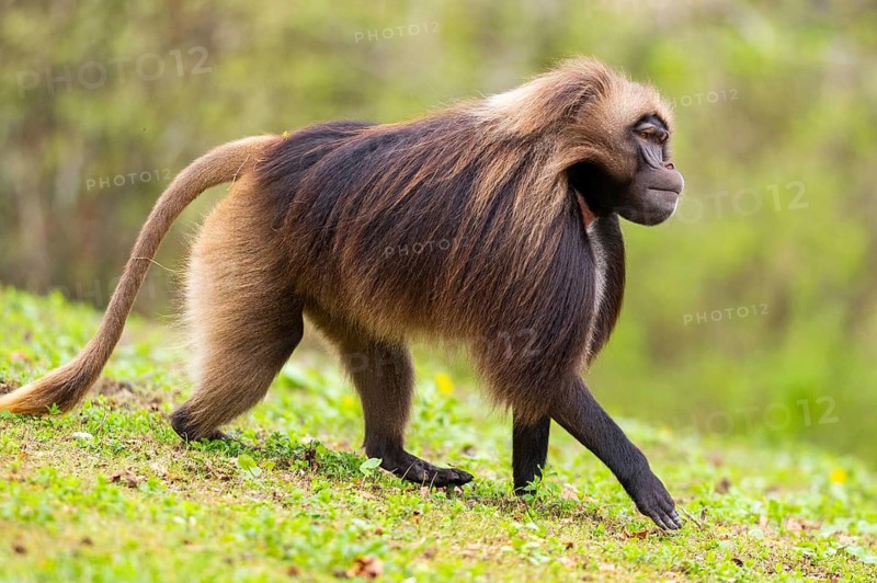 Gelada (Theropithecus gelada) male walking over a meadow, captive, distribution africa