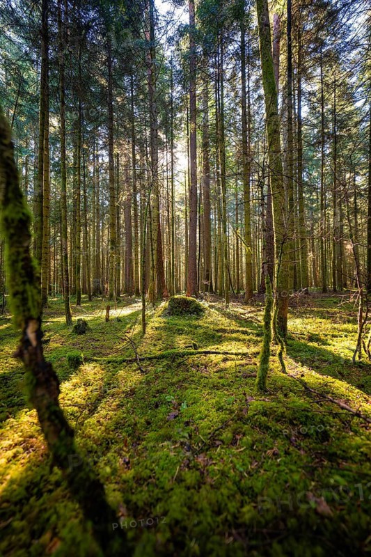 Moss-covered forest floor with sun rays shining through tall trees, Broom Field, Black Forest, Germany