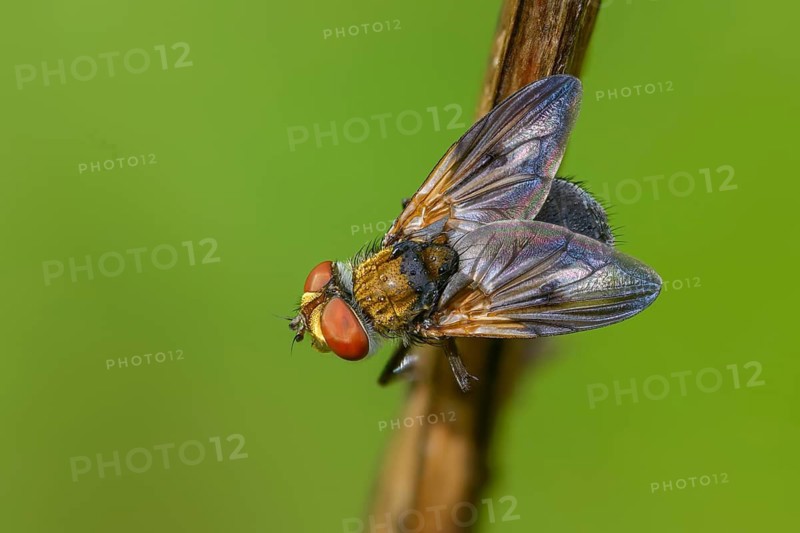 Blue iridescent bedfly, pattern-winged bug tachinid fly, phasia hemiptera, caterpillar flies, tachinidae, bedbug fly, diptera, insects, two-winged birds