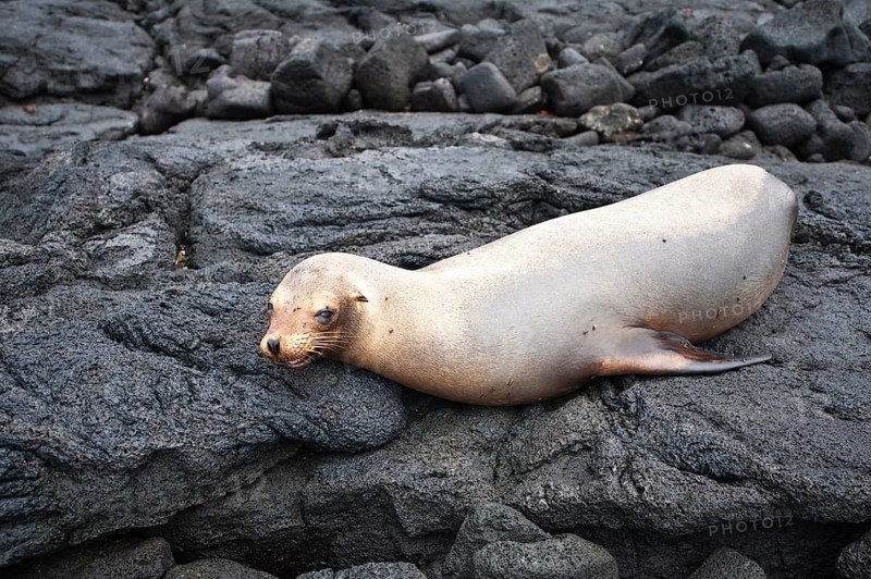 Galapagos sea lion (Zalophus wollebaeki), Espinosa Point, Isla Fernandina (Fernandina Island), Galapagos Islands, Ecuador, Fernandina Island, Galapagos, Ecuador