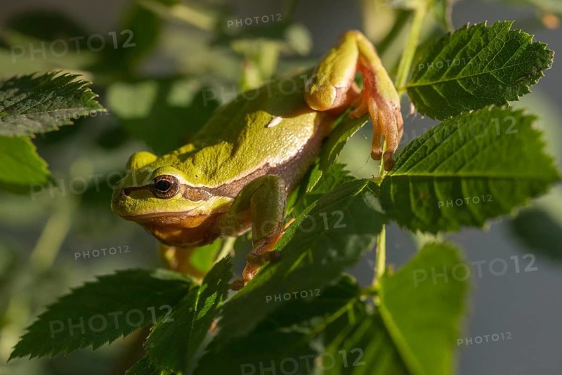 European tree frog, hyla arborea, tree frog, amphibians, amphibians, amphibians