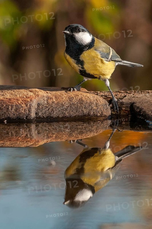 Great tit, great tit, parus major, bath, bird bath, birds, high size, portrait format, tits, passeri, songbirds, tits, drinking water, birdbath, birds, watering place