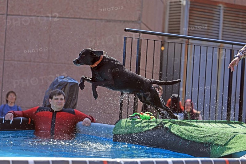 Dog Diving, Dog Sports, VDH Messe, Westfalenhalle Dortmund, Dortmund, North Rhine-Westphalia, Germany
