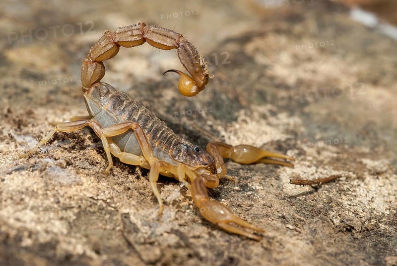 Arachnida, Buthus occitanus, common xellow scorpion, field scorpion, rock scorpion, yellow scorpion, yellow desert scorpion, scorpiones, arachnids, arthropods, extremadura, arthropods, arthropods, scorpions, Spain