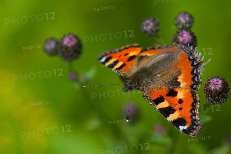 Aglais urticae, little fox, nymphalis urticae, small tortoiseshell, butterfly, insects, butterfly, butterflies