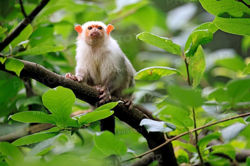 Silver marmoset (Mico argentatus, syn.: Callithrix argentata), silver marmoset, adult, perched on a tree, alert, South America