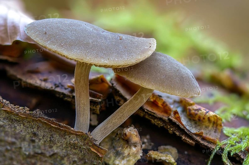 Roof mushroom, deer brown roof mushroom, pluteus atricapillus, pluteus brunneoradiatus, pluteus cervinus, fawn roof mushroom, fungi, fungi