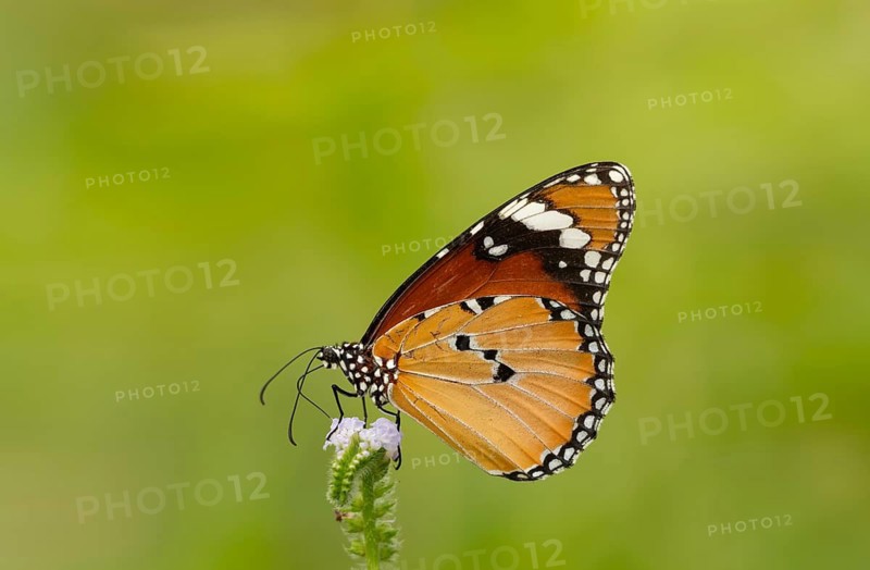 Plain Tiger butterfly (Danaus chrysippus) feeding on a wildflower, Sreepur, Gazipur, Bangladesh