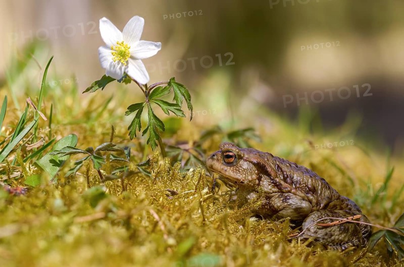Bufo bufo, common toad, amphibians, amphibians, amphibians, amphibians