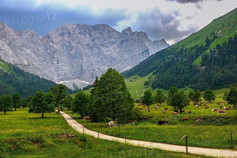 Large maple soil in the Karwendel nature park Park in Rißtal, Hinterriß, Tyrol, Austria