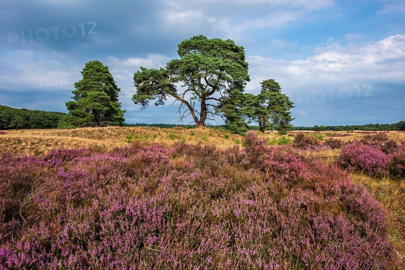 Heather (Calluna vulgaris) in the Hooge Veluwe National Park, De Hooge Veluwe, Arnhem, Netherlands