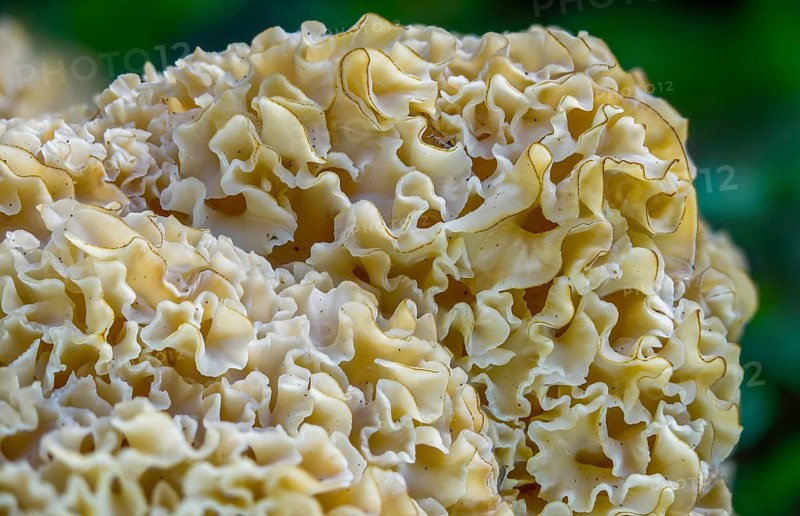 Bear skull, faisterling, fat hen, jewbeard, curly hen, curly goatbeard, giant morel, sparassis crispa, goatbeard, cauliflower fungus, fungi, fungus, mushrooms