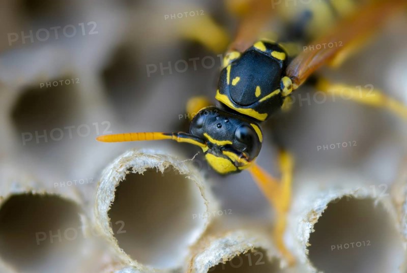 Brighter-colored paper wasp, French field wasp, gallic field wasp, house field wasp, hymenoptera, polistes dominula, vespidae, wrinkle wasp, field wasp, insects, nest