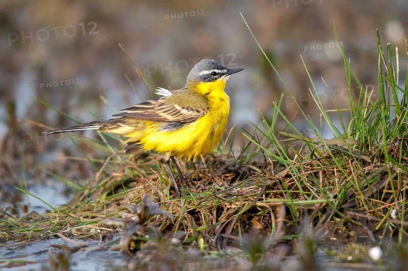 Motacilla flava, sheeptail, western yellow wagtail, yellow wagtail, birds, plumage care, male, passeri, preening, songbirds, songbirds, birds
