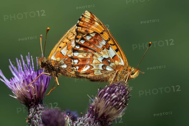 Boloria aquilonaris, cranberry fritillary, high moor mother-of-pearl butterfly, cranberry moth, butterfly, insects, copula, mating, butterfly, butterflies