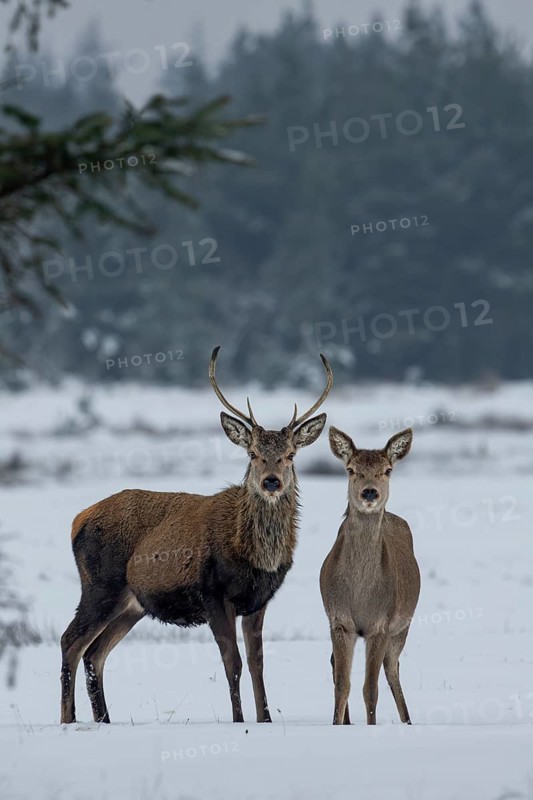 Red deer (Cervus elaphus) and red deer in a meadow in a snow-covered winter landscape, winter, cold, snow, January, Denmark