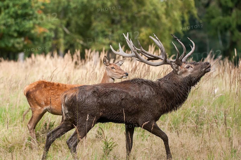 Artiodactyla, Cervus Elaphus, even-toed ungulate, cloven-hoofed, red deer, red deer, deer, mammals, mammals