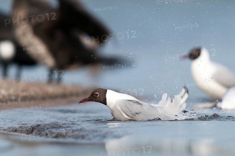 Black-headed gull, chroicocephalus ridibundus, black-headed gull, larus ridibundus, adult, bath, bathe, birds, charadriiformes, adult, sexual mature, gulls, limicols, seagulls, birds