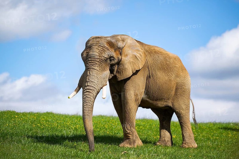 African bush elephant (Loxodonta africana) on a meadow, captive, distribution Afrika
