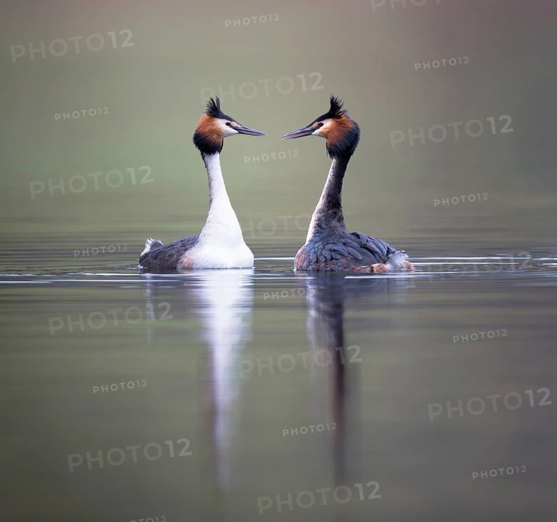 Great Crested Grebe (Podiceps cristatus), courting pair, Zurich, Switzerland