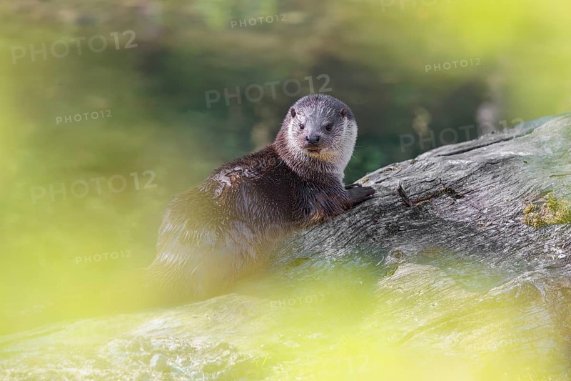 A Eurasian otter (Lutra lutra) is resting on a fallen, decaying tree lying in the water of a small stream on a sunny day. Czech Republic