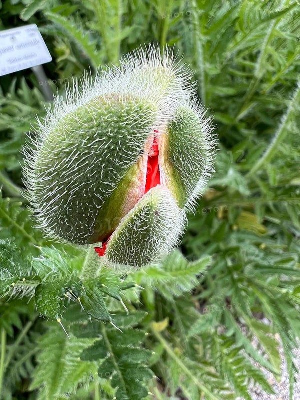 An Oriental poppy (Papaver orientale) in bloom, Botanical Garden, Bavaria, Germany