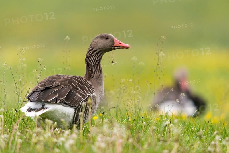 Anser Anser, Greylag or Graylag Goose, Grelag Goose, Anatidae, Birds, Duckbirds, Goose, Geese, Birds, Waterbirds