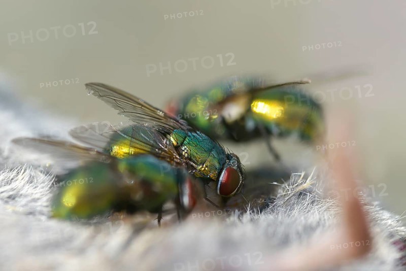 Calliphoridae, goldfly, Lucilia spec., blowflies, diptera, insects, two-winged birds