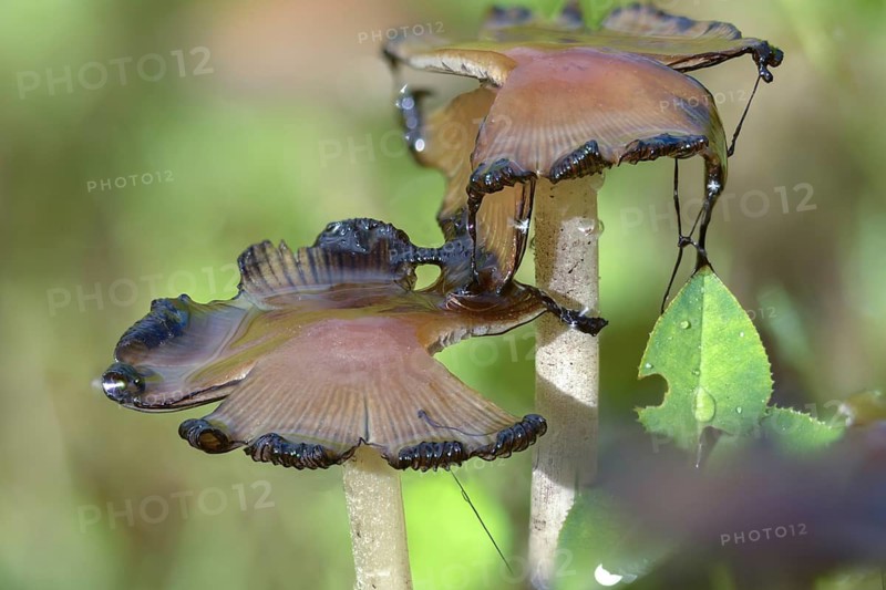 Coprinellus disseminatus, Coprinellus disseminatus agg, Coprinus disseminatus, sown tintling, fairy inkcap, fungi, fungi, tintling, trooping crumble cap, decay