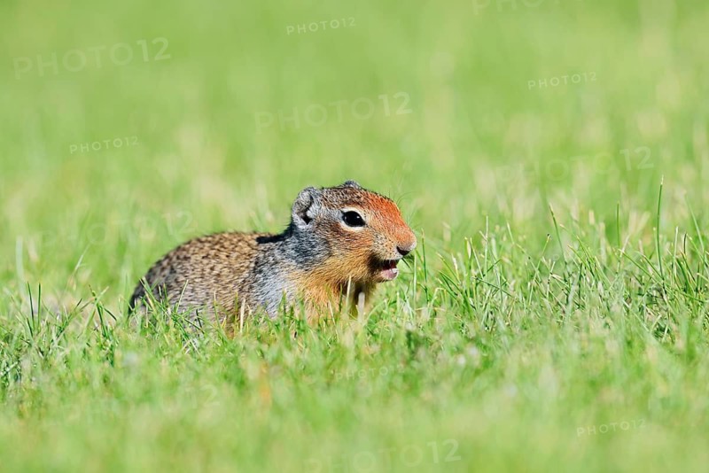 Columbia ground squirrel (Urocitellus columbianus, Spermophilus columbianus) feeding in a meadow, Waterton Lakes National Park, Alberta, Canada