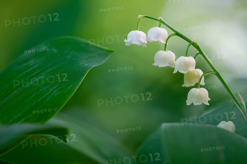 Lily of the valley (Convallaria majalis), Oldenburg Münsterland, Damme, Lower Saxony, Germany