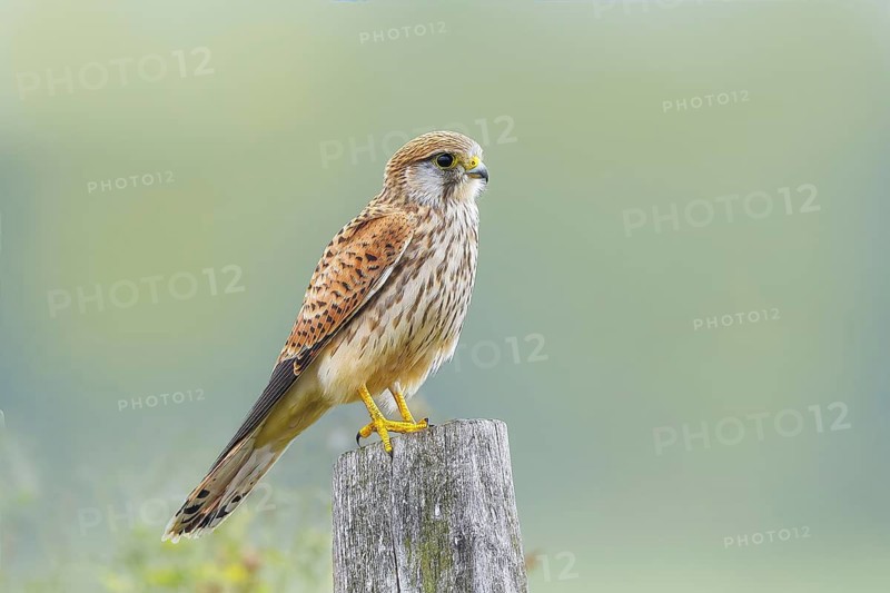 Kestrel (Falco tinnunculus), female perched on a fence post, wildlife, nature photography, bird of prey, Hüde, Ochsen Moor, Dümmer nature park Park, Lower Saxony, Germany