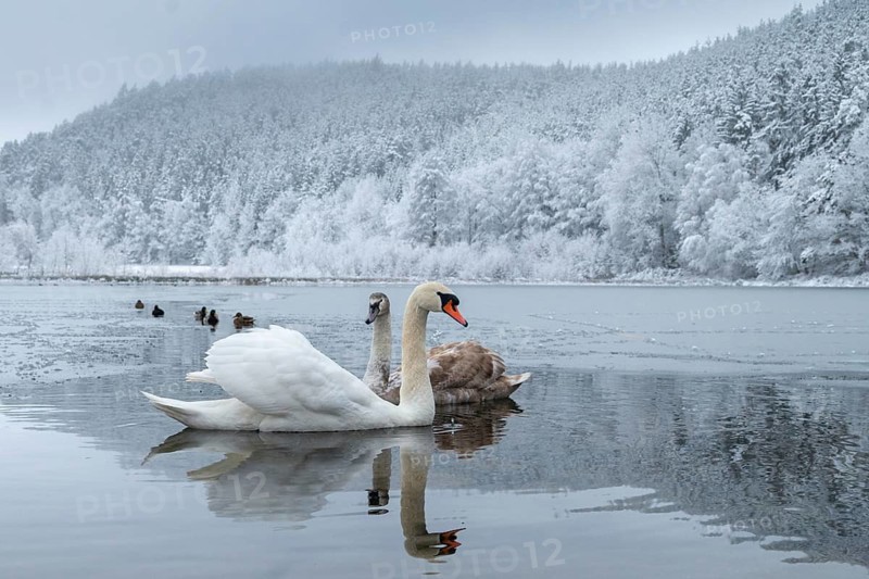 Cygnus olor, mute swan, anatidae, birds, duckbirds, cusp swan, swans, snow, swans, birds, waterbirds, waterbirds, winter