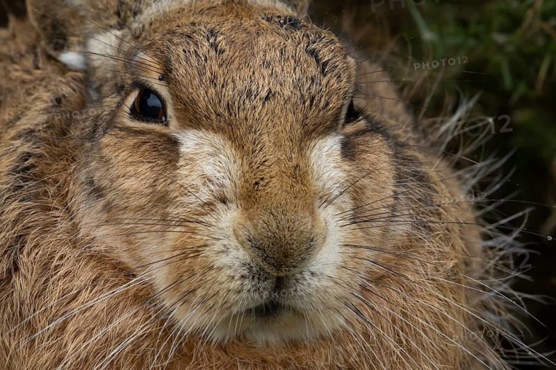European brown hare (Lepus europaeus) adult animal head portrait, England, United Kingdom