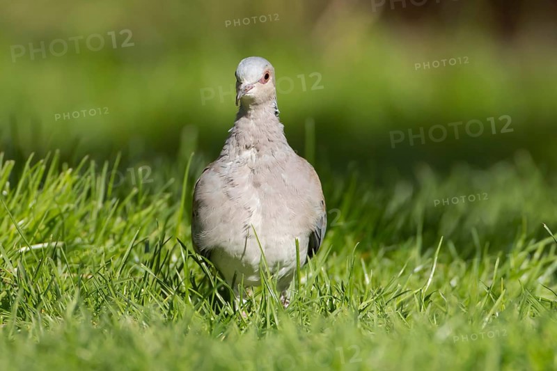 European turtle dove (Streptopelia turtur) adult bird in grassland, England, United Kingdom