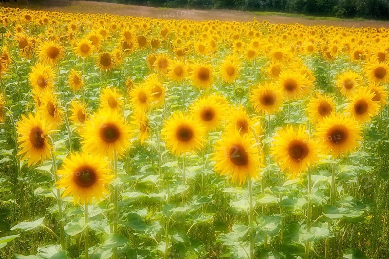 Sunflower (Helianthus annuus), Oldenburg Münsterland, Steinfeld, Lower Saxony, Germany