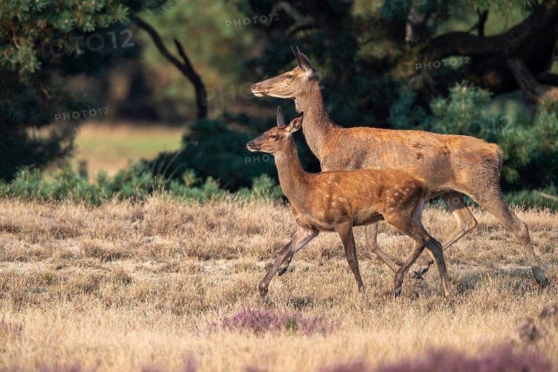 Red deer (Cervus elaphus), Hoenderloo, Gelderland, Netherlands