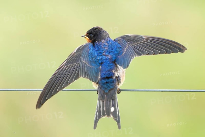Barn Swallow (Hirundo rustica) – a young bird begging for food, perched on a wire, wildlife, animals, birds, swallows, migratory bird, Ochsenmoor, Dümmer See nature park Park, Hüde, Lower Saxony, Germany
