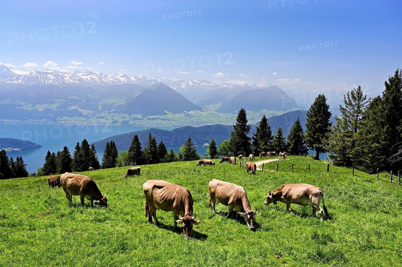 A group of Swiss brown cattle feeding on grass on an alp, in the back of Lake Lucerne and the Alps, Rigi Kaltbad, Canton of Lucerne, Switzerland